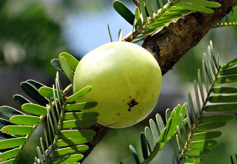 Amla