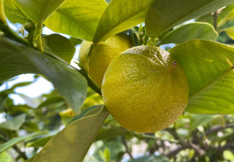 Bergamot Oil