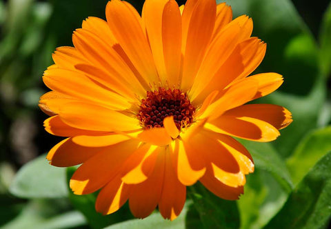 Calendula