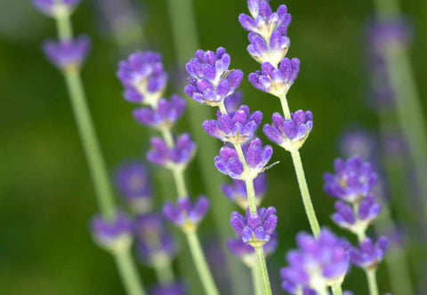 Organic Lavender Oil