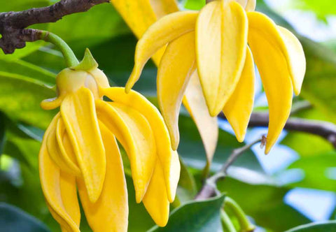 Ylang Ylang Oil